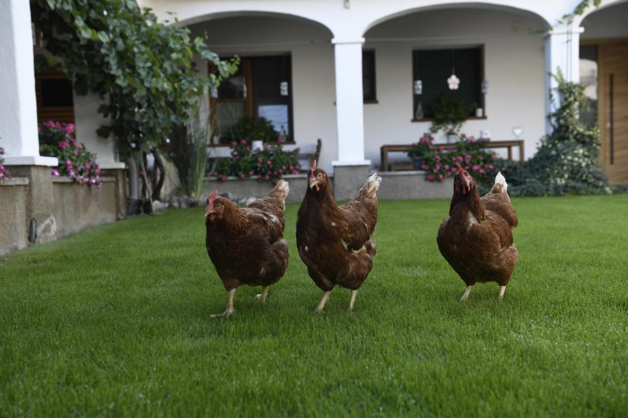 Winzerhof Kiss Otel Jois Dış mekan fotoğraf